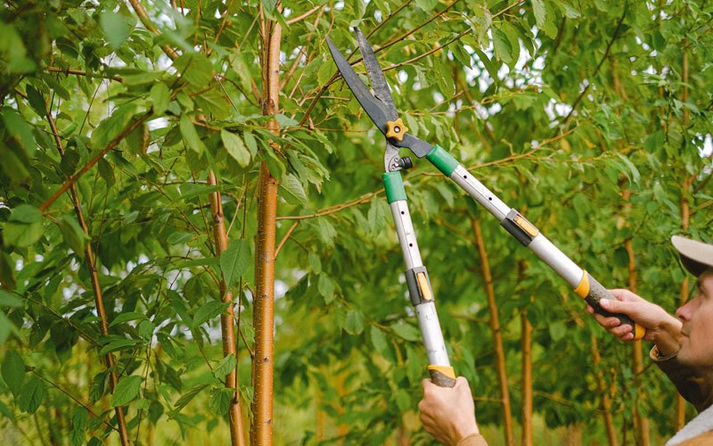 Tree trimming in Shields, ND