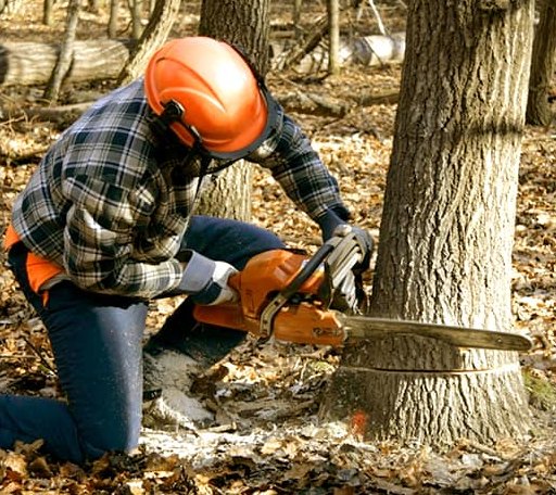 Tree Removal in Shields, ND